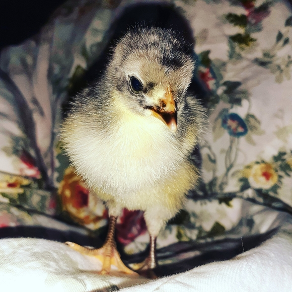 Meet your Posher, Maria Antoinette - Picture 7 of 8